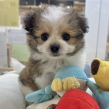 みんなの視線を独り占め☆シープーくん！