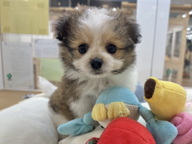 みんなの視線を独り占め☆シープーくん！