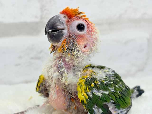 甘々確定🐣💖コガネメキシコインコ ヒナ