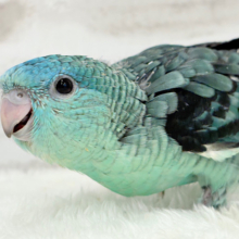 【最新画像更新🪄】宝石みたいな輝き放つ💎.*サザナミインコ(ターコイズ) ヒナ