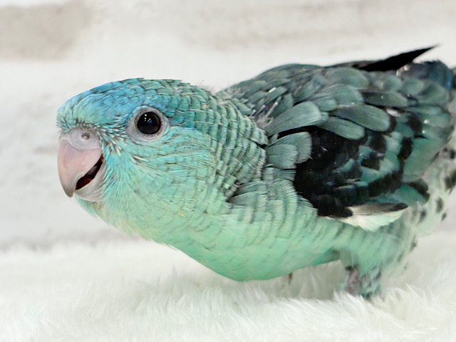 【最新画像更新🪄】宝石みたいな輝き放つ💎.*サザナミインコ(ターコイズ) ヒナ
