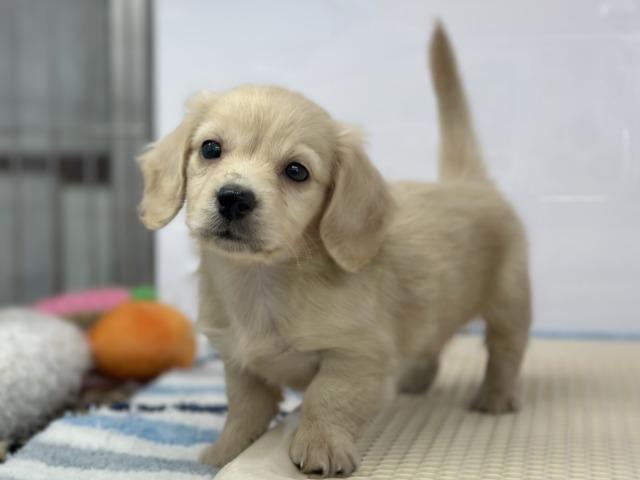 くりくりおめめのおてんばガール♡ミニチュアダックスフンド（イエロー）2026年1月31日生まれ　女の子