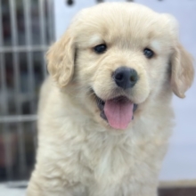 ビッグスマイル♡ゴールデンレトリバー2026年1月31日生まれ　女の子