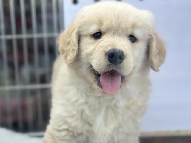 ビッグスマイル♡ゴールデンレトリバー2026年1月31日生まれ　女の子