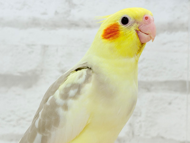 【最新画像更新🪄】ふんわりもちもち♡オカメインコ(シナモンパイド) ヒナ