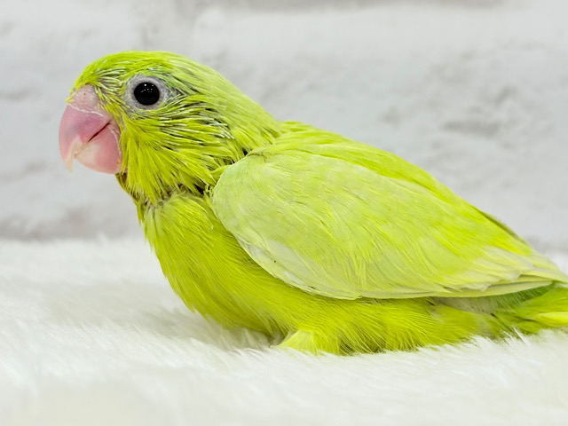 【最新画像更新🪄】大食い女王の座は譲らないっ🐣👑マメルリハ(アメリカンイエロー) 女の子 ヒナ