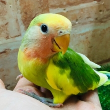 ケロッとしたお顔がたまらなく可愛い小桜インコさんがやってきましたよ～💗💗💗　（タイガーチェリー）