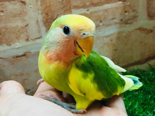 ケロッとしたお顔がたまらなく可愛い小桜インコさんがやってきましたよ～💗💗💗　（タイガーチェリー）