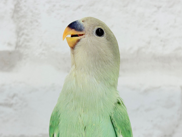 【最新画像更新🪄】新芽の季節、始まってます🌱コザクラインコ(ブルーチェリーオパーリン) ヒナ