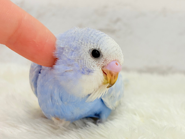 【最新画像更新🪄】ハレノヒの爽やかな青空カラー🐣🫧セキセイインコ(スパングル) ヒナ