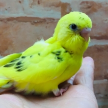 💛♥💛♥セキセイインコ⚡（ハルクイン）♥💛♥💛