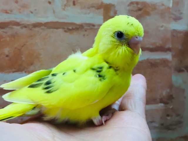 💛♥💛♥セキセイインコ⚡（ハルクイン）♥💛♥💛
