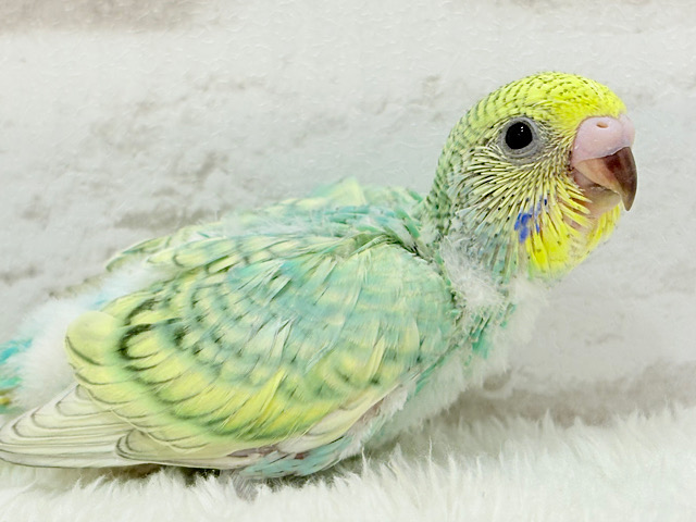 トレードマークは背中の模様さっ🐣‪☆セキセイインコ(パステルカラーレインボースパングル) ヒナ