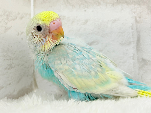 暑い季節にしゅわしゅわソーダ🍸🫧セキセイインコ(パステルレインボー) ヒナ