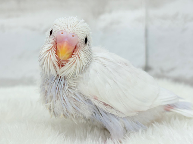 麗し🫧高嶺の存在感🐣🪻セキセイインコ ヒナ