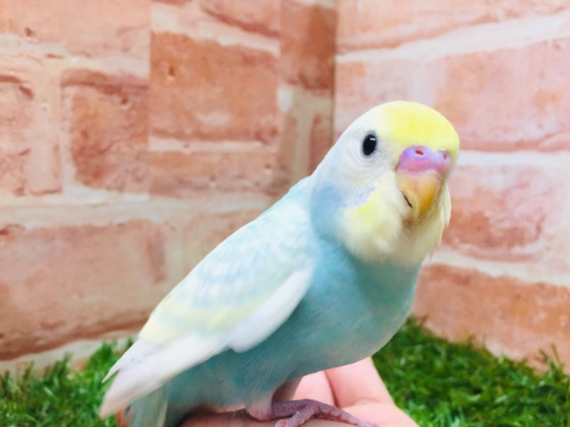 ②色鮮やかなセキセイちゃん🌈🌈🌈🌈　セキセイインコ（レインボー系）