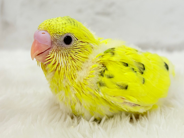 ふわっと♬のりのりたまたま🐣💛セキセイインコ(黄色ハルクイン) ヒナ