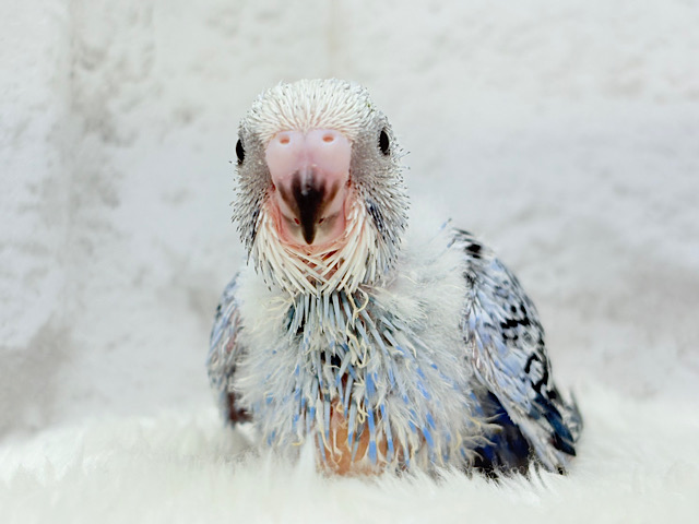 わた毛に包まれた妖精さん🐣🌟セキセイインコ(オパーリン) ヒナ