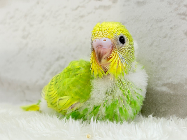 フレッシュ感たっぷり♡若草ベイビー🐣🌿セキセイインコ(スパングル) ヒナ