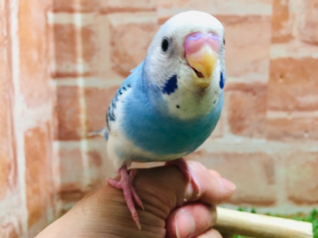 元気いっぱい💙💙💙　セキセイインコ（パイド）
