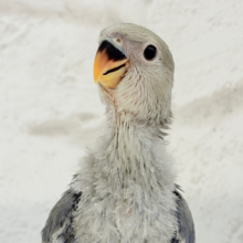 おめめくりくりっ💜元気っ子♬*°コザクラインコ(バイオレット) ヒナ