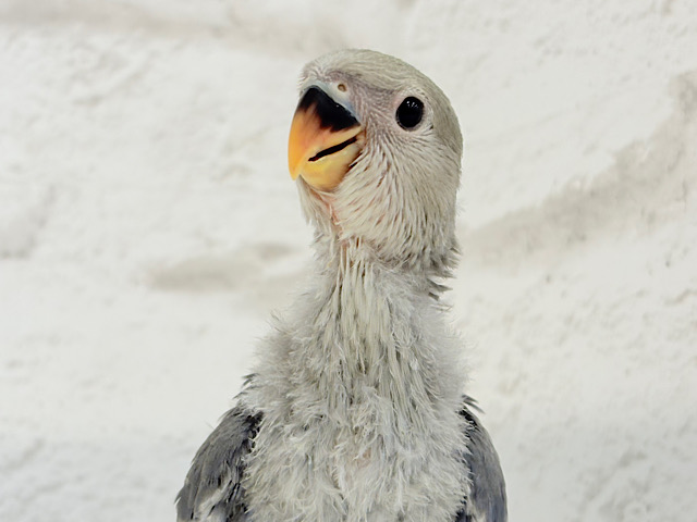おめめくりくりっ💜元気っ子♬*°コザクラインコ(バイオレット) ヒナ