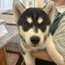 超絶イケメンとは俺のこと？シベリアンハスキーくん！