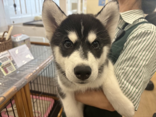 超絶イケメンとは俺のこと？シベリアンハスキーくん！