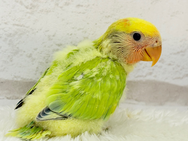 花束カラーに癒される🐣💐コザクラインコ(タイガーチェリー) ヒナ