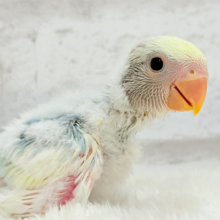わた毛に包まれた美カラーコザっち🐣🩵コザクラインコ(ブルーオパーリンパイド) ヒナ