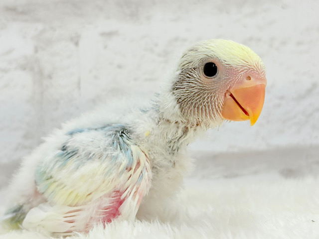わた毛に包まれた美カラーコザっち🐣🩵コザクラインコ(ブルーオパーリンパイド) ヒナ