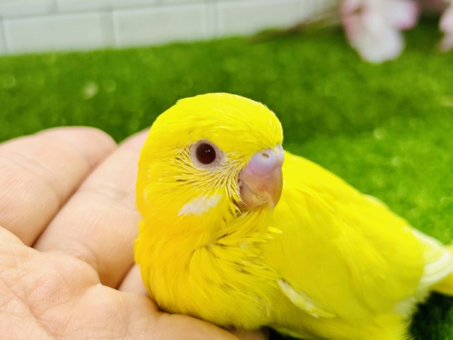 パッと桜バレ～　セキセイインコ