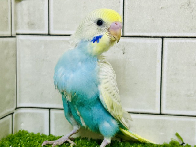 美しい・・・　このコを表す言葉は他にいりますか？　セキセイインコ