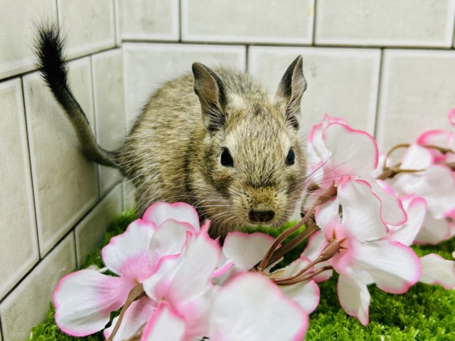 甘えん坊さんになっちゃうかも？？　デグー