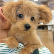 超ホヤホヤ最新画像✨太陽みたいな明るい存在♥ポメプーちゃん！