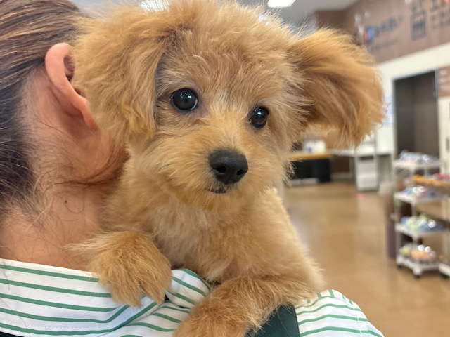 超ホヤホヤ最新画像✨太陽みたいな明るい存在♥ポメプーちゃん！