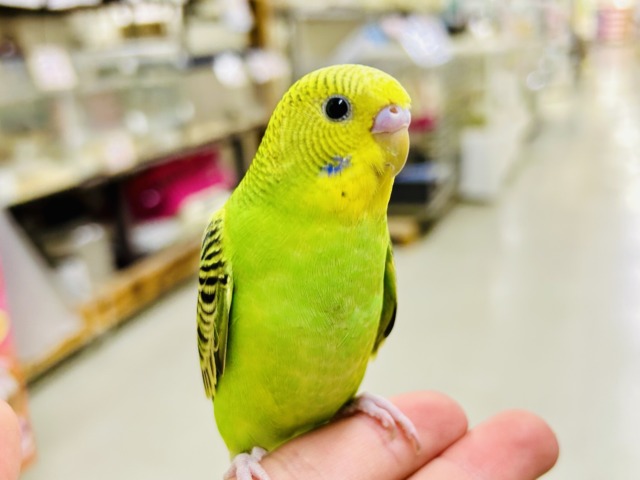 ✨最新画像✨あっぷっぷ❕🌈ᵕ̈*ナナイロ７草七変幻？！🌿‬🌀セキセイインコ(グリーンオパーリン/2026年1月生まれ)