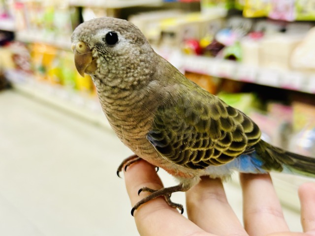 【最新画像更新☆☆】ムッチムチ！　だ・け・ど♪♪　アキクサインコ