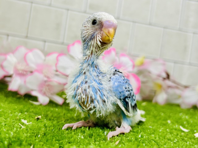 ナンバーワンよりもオンリーワン！　セキセイインコ