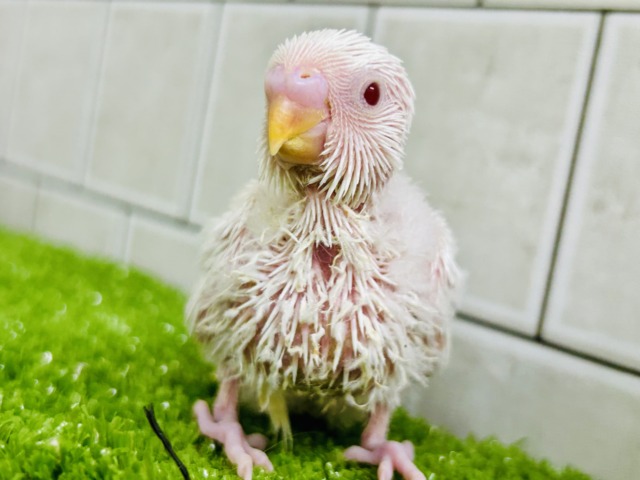 パヤパヤっとＢＡＢＹ🍼　セキセイインコ