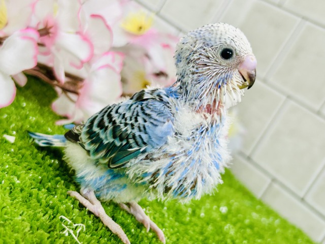 これぞスタンダードカラー♪♪　セキセイインコ