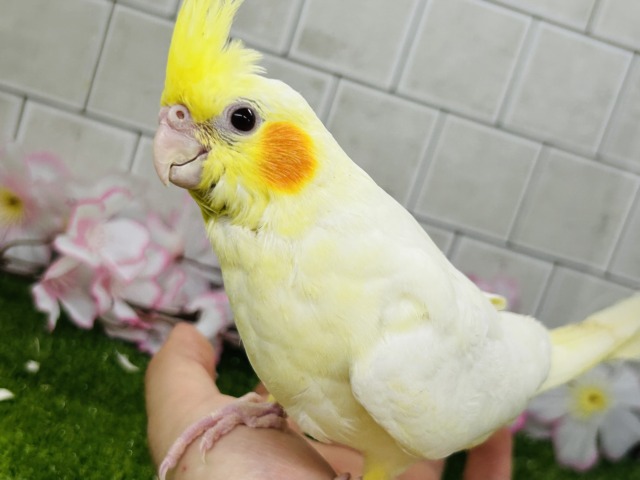 ✨最新画像✨むっちりビックバン！！　オカメインコ