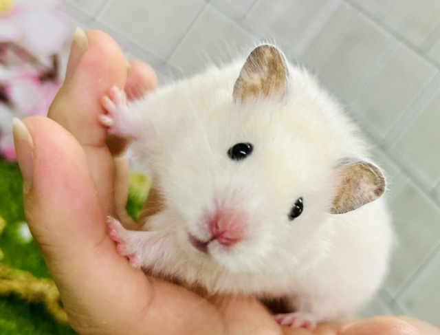 ん～このカラーはなんでしょ？？　カラーハムスター