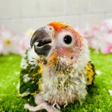 南国カラーは甘々？？　コガネメキシコインコ