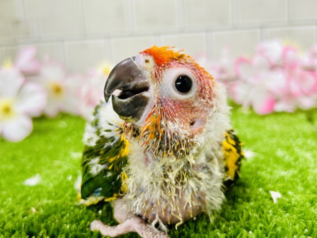 南国カラーは甘々？？　コガネメキシコインコ