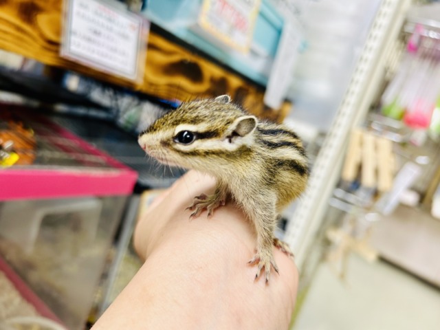 季節限定の小動物さんが今年もやってきました♪♪　シマリス