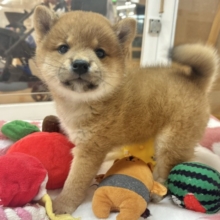 可愛すぎてご〜めんねっ♡柴犬ちゃん！