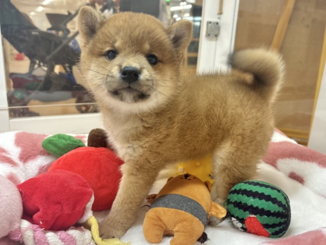 可愛すぎてご〜めんねっ♡柴犬ちゃん！