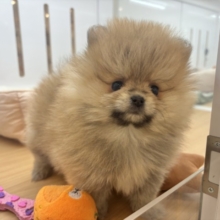 毎日可愛いを更新！？ポメラニアンちゃん！