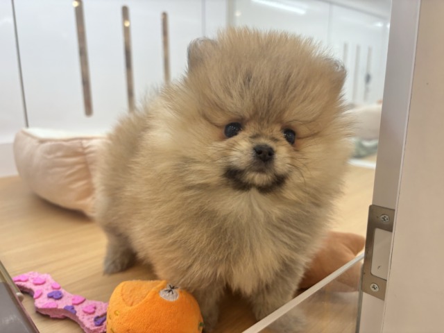 毎日可愛いを更新！？ポメラニアンちゃん！